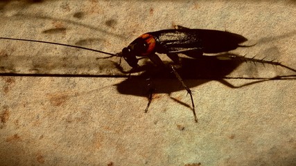 cockroach on rock texture or cockroach background