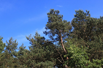 The tops of the pines in coniferous forest. National park Curonian Spit, Russia.