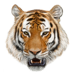 Tiger head hand draw and paint color on white background illustration.