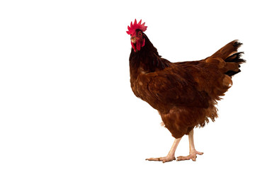 brown hen isolated on white,Chicken walking copy space