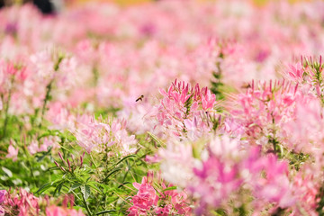 Obraz premium Beautiful flowers in garden