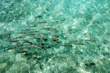 fish in maldives