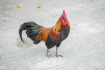 Closeup beautiful chicken on blurred cement floor textured background