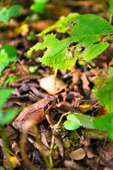 Small Frog in the Forest of Oirase,Towada-Hachimantai National Park,Aomori,Japan