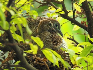 Two Birds, Baby Bird With Mother Portrait In Bird's Nest