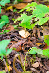 Small Frog in the Forest of Oirase,Towada-Hachimantai National Park,Aomori,Japan