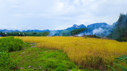 Fototapeta na wymiar Good rice Field