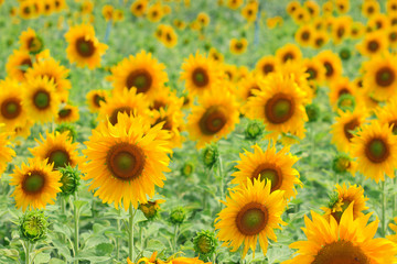Sunflower, field of yellow sunflowers.