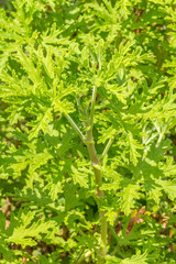 géranium rosat, plante cultivée pour extraire une huile essentielle 