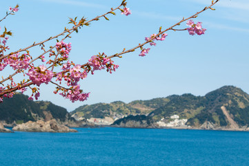 河津桜