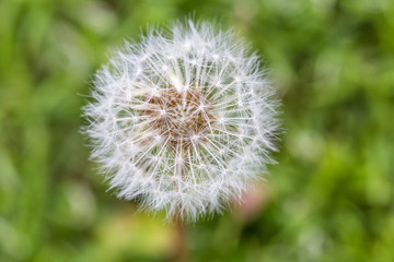 aigrettes d'un pissenlit commun