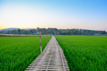 Bridge made of bamboo a long way in green rice paddy fields.