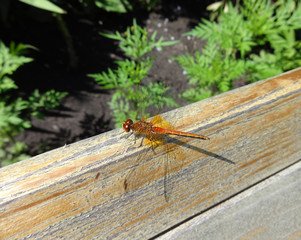 dragonfly on a background of wood and greenery