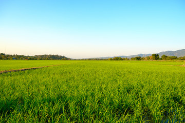 Green fields in the planting season in golden sunlight.