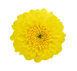 yellow flower(dahlia) isolated on white background