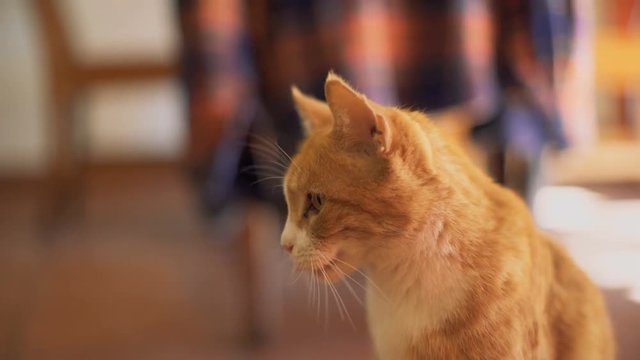 Cat waiting for food