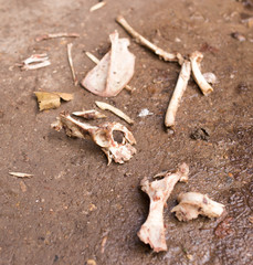 bones on the ground