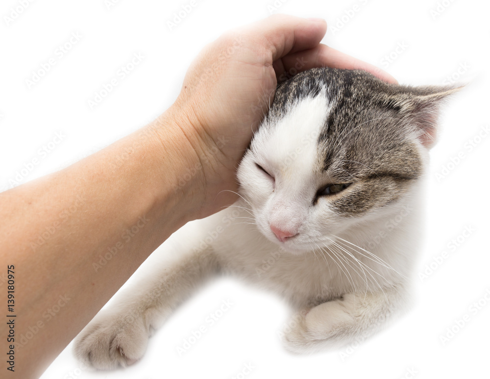 Wall mural weasel cat hands on a white background