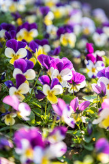 Spring Weather Arrives in city of China.