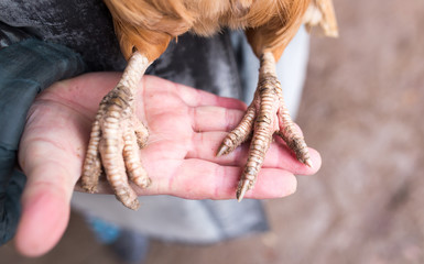 chicken paw on human hand