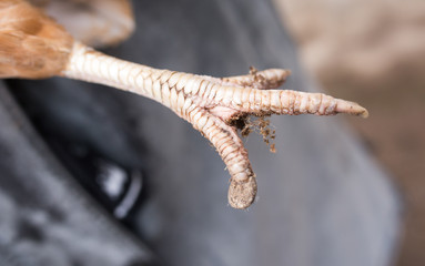 paw chicken in nature