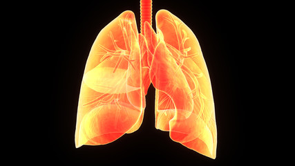 3d illustration human body lungs.human body organs
