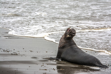 Male Elephant Seal Barks at Piedras Blancas rookery, Near San Simeon, CA