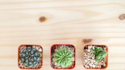 Natural Three Cactus Plants on wood table