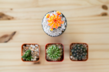 Natural Three Cactus Plants on wood table