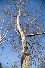 leafless tree branches against the blue sky