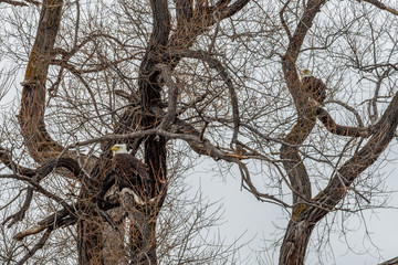 American Bald Eagles