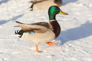 Portrait of a duck