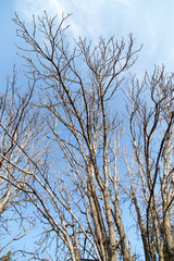 leafless tree branches against the blue sky