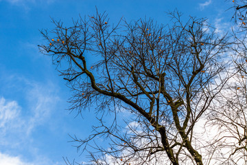 Silhouette of black branches against clear sky.