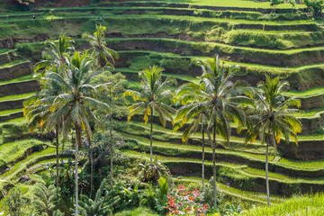 Fototapeta na wymiar Famous terraces at Tegallalang on Bali island, Indonesia