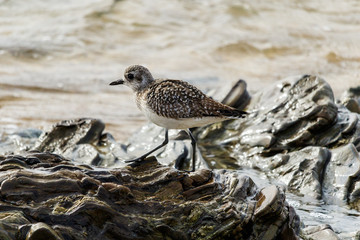 Solitary Sandpiper (Sanderling) walks across the top of sculptured rocks on the winter shore of Laguna Beach, California.
