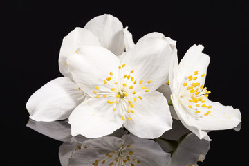 Jasmine white flowers isolated on black background