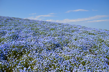 JAPAN,Nemophila,Park,flower,blue sky