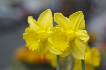 Fototapeta premium Narcissus pseudonarcissus 