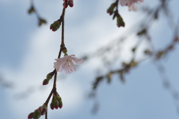 Cherry Blossoms
