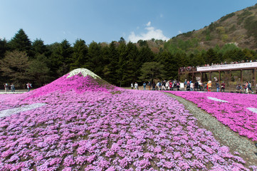Fototapeta na wymiar beautiful pink flowers in Japan, blurred