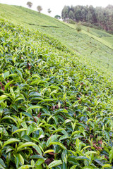 Tea growing on a tea farm in the Kenyan highlands