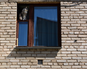 Fototapeta na wymiar beautiful cat sitting on open window in an old window, city views, a pet 