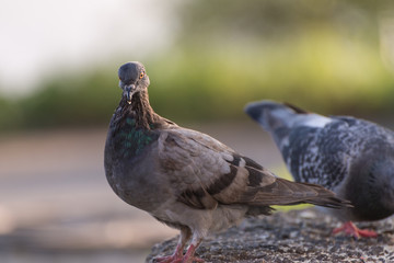 Pigeons feeding outdoor. Selective focus.
