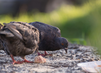 Obraz premium Pigeons feeding outdoor. Selective focus.