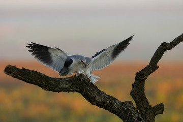 Male and female of black-shouldered passing the prey in the breeding season. Elanus caeruleus.