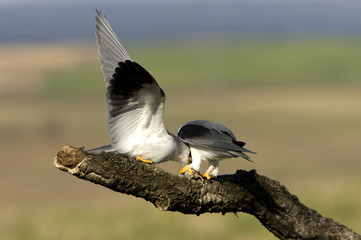 Male and female of black-shouldered passing the prey in the breeding season. Elanus caeruleus.