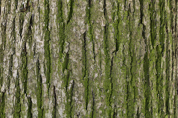 The texture of tree bark with moss.