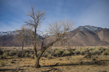Fototapeta premium Dead Tree in Desert Grassland