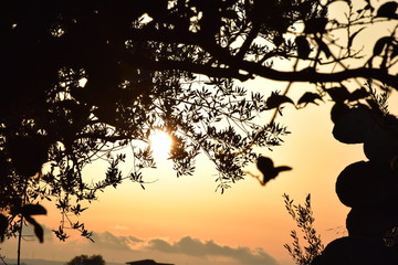 Tramonto fra i rami, pt2 © iodavide_16